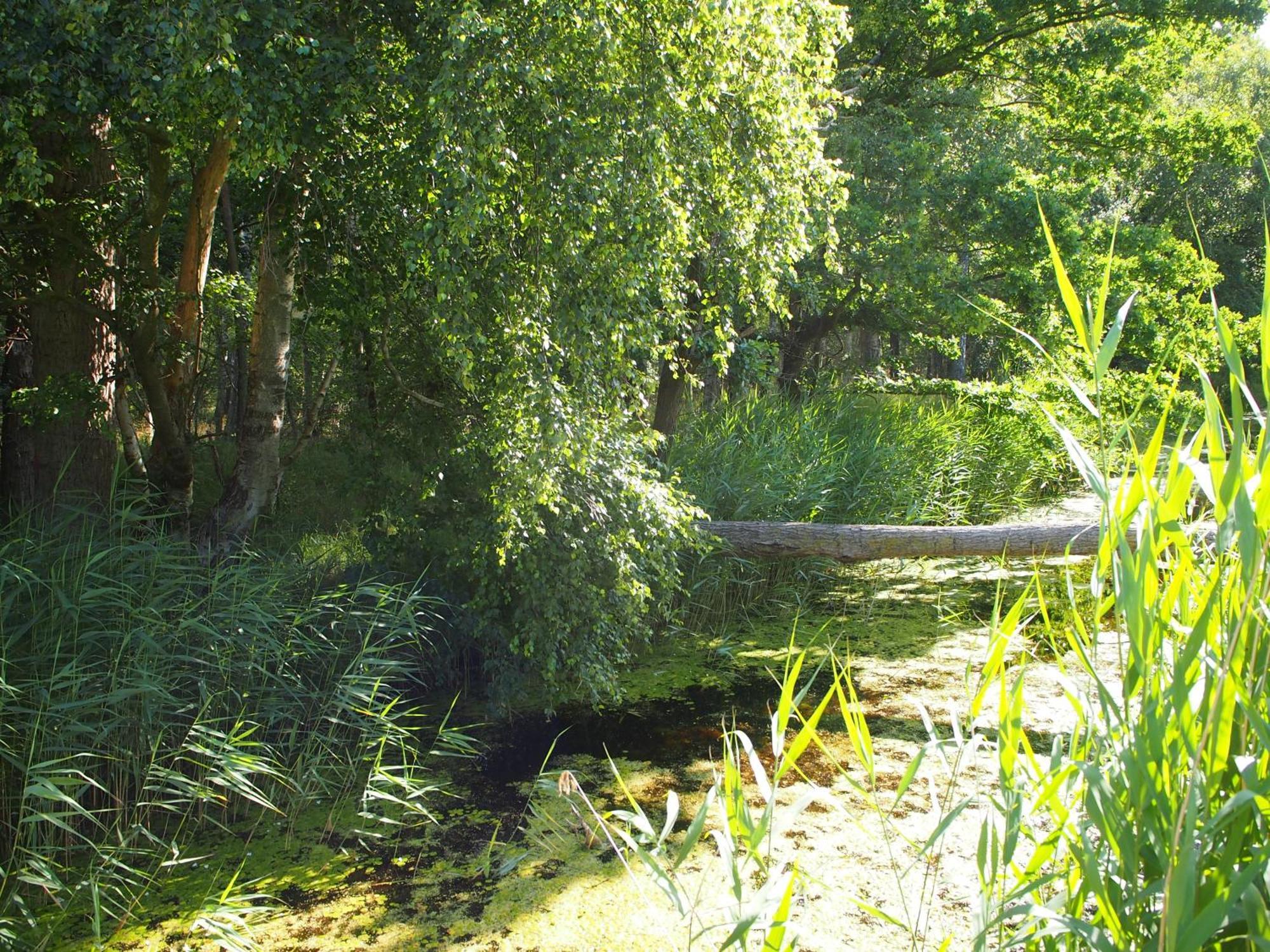 Komfortowy Natura, W Poblizu Nadmorskiego Parku Krajobrazowego, 800 M Od Plazy *